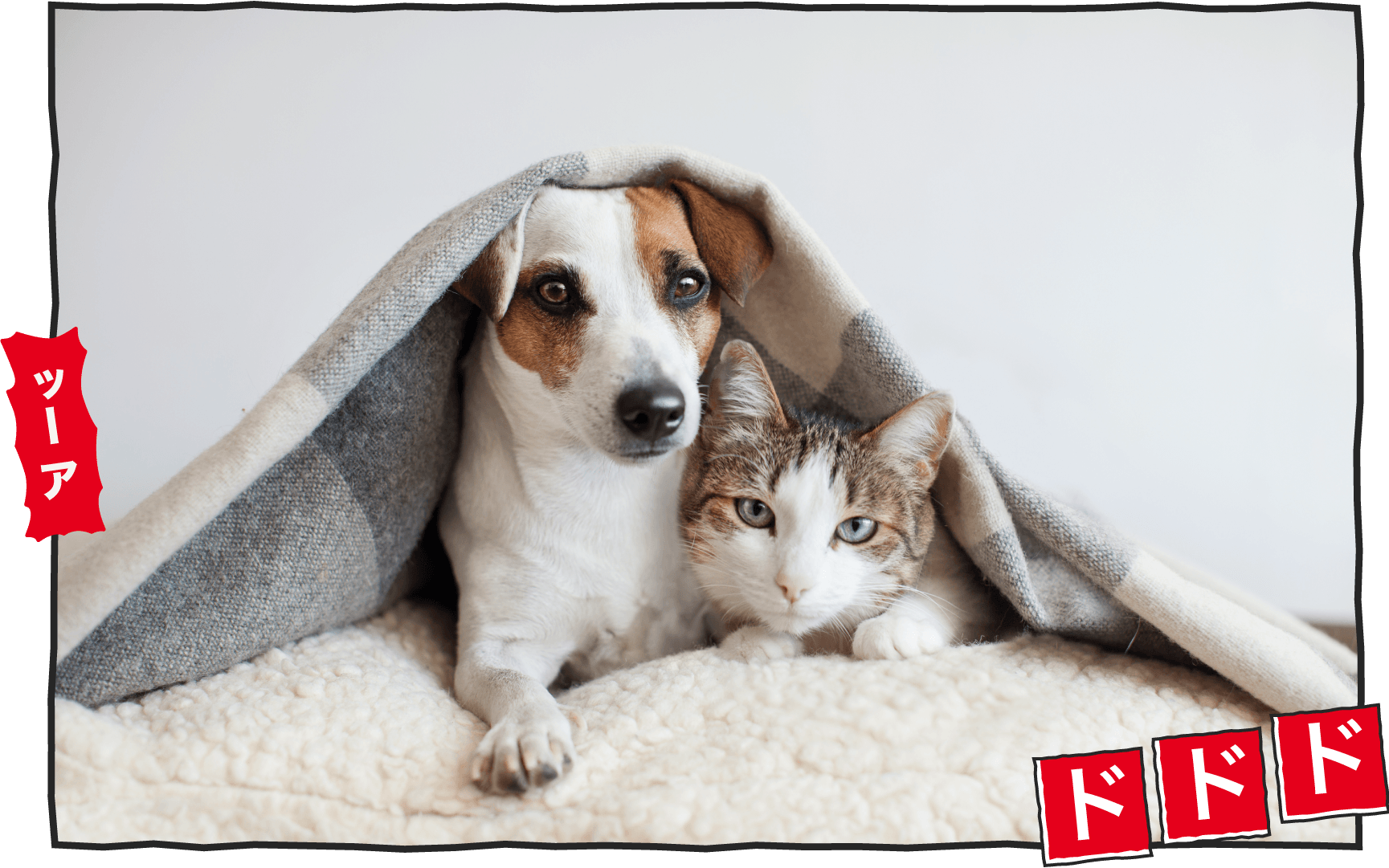Are Bonito Flakes Good for Pets?